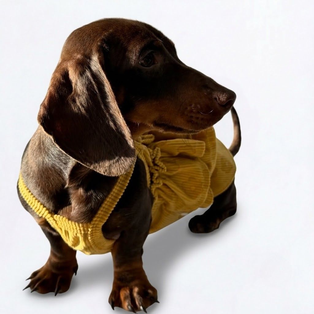 SunPup-Dachshund-Waffle-Summer-Vest.jpg