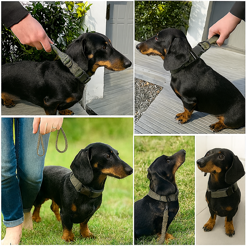TactiPup™-Dachshund-Tactical-Collar-Leash.jpg
