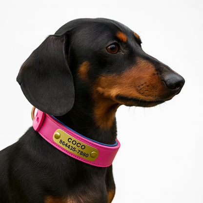 Taggio-Dachshund-Engraved-Collar.jpg