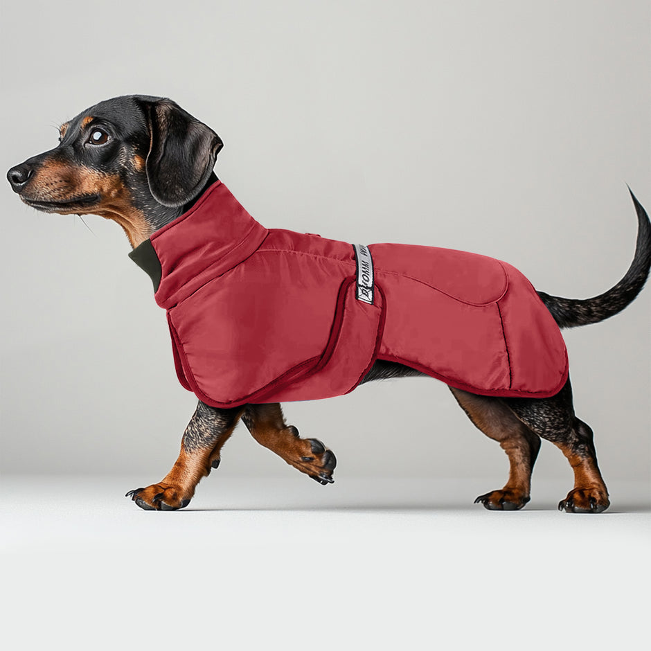 Clothes for Dachshunds Dachshund Shop