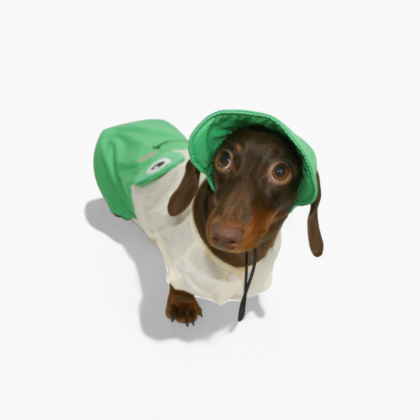 ToadFit-Dachshund-Summer-Suit.jpg