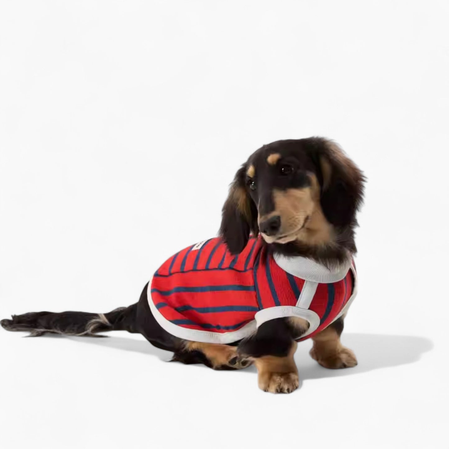 ZepHund-Dachshund-Striped-Shirt.jpg
