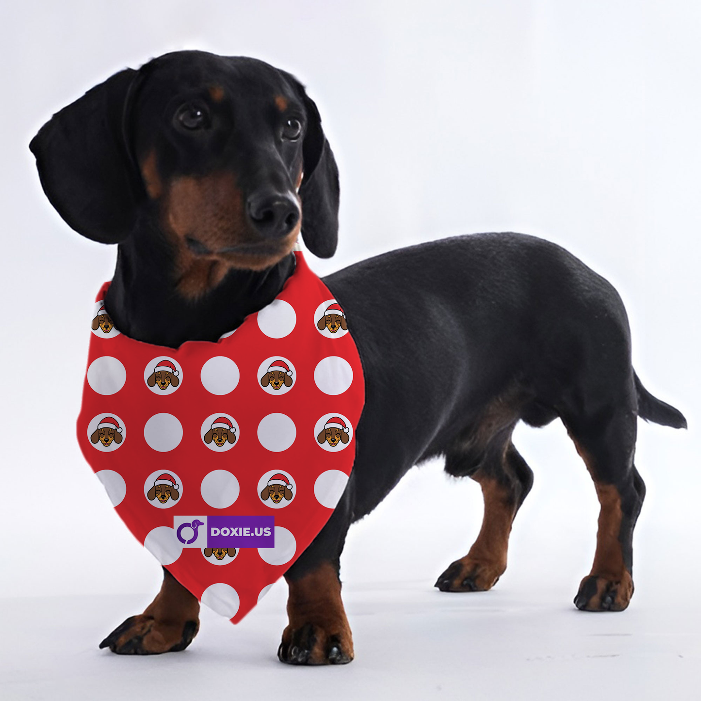 Sophie - Bandanas for Dachshunds