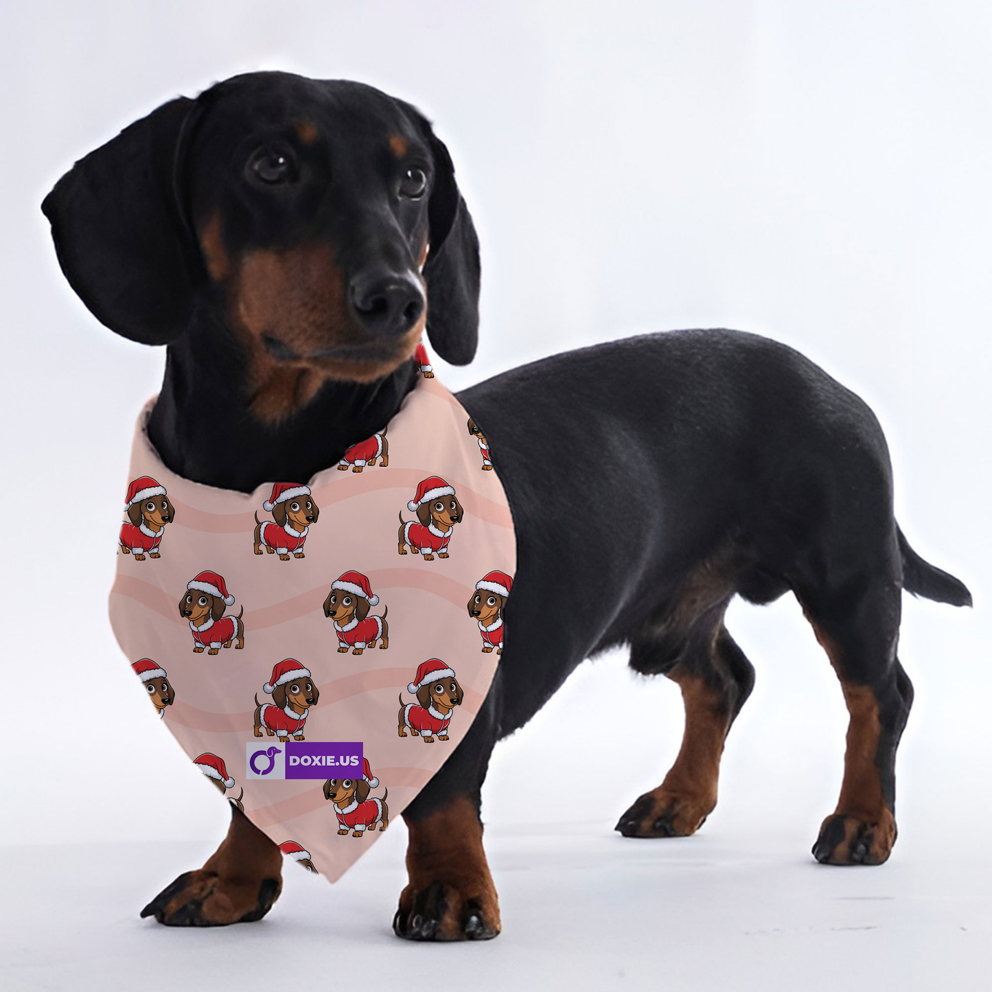 Roxy - Bandanas for Dachshunds