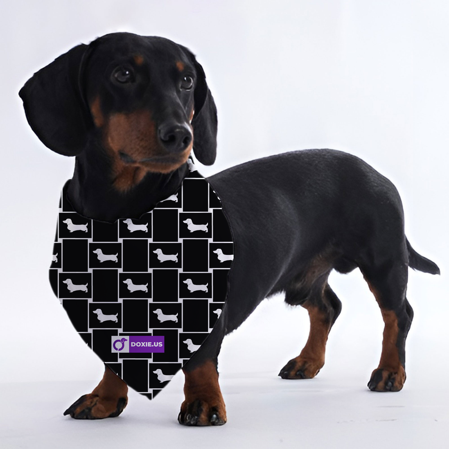 Sugar - Bandanas for Dachshunds