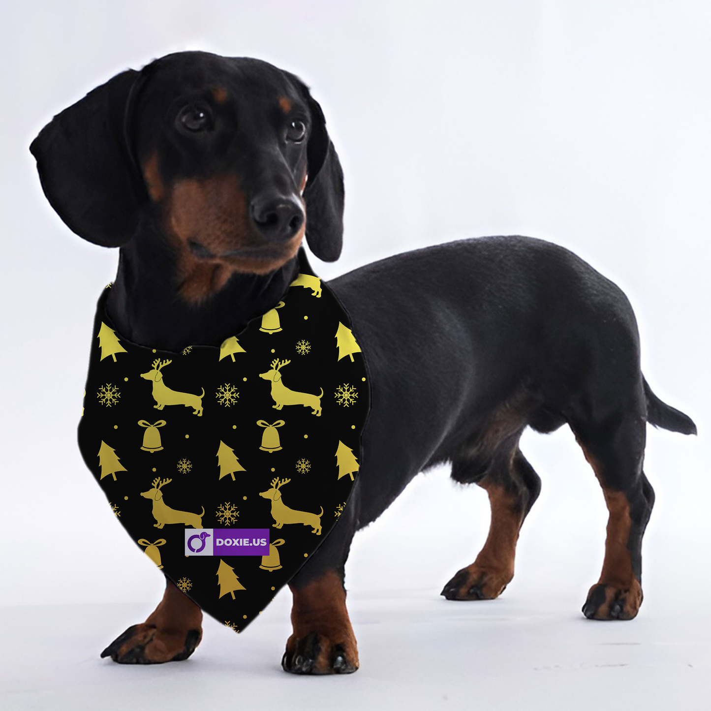 Ace - Bandanas for Dachshunds