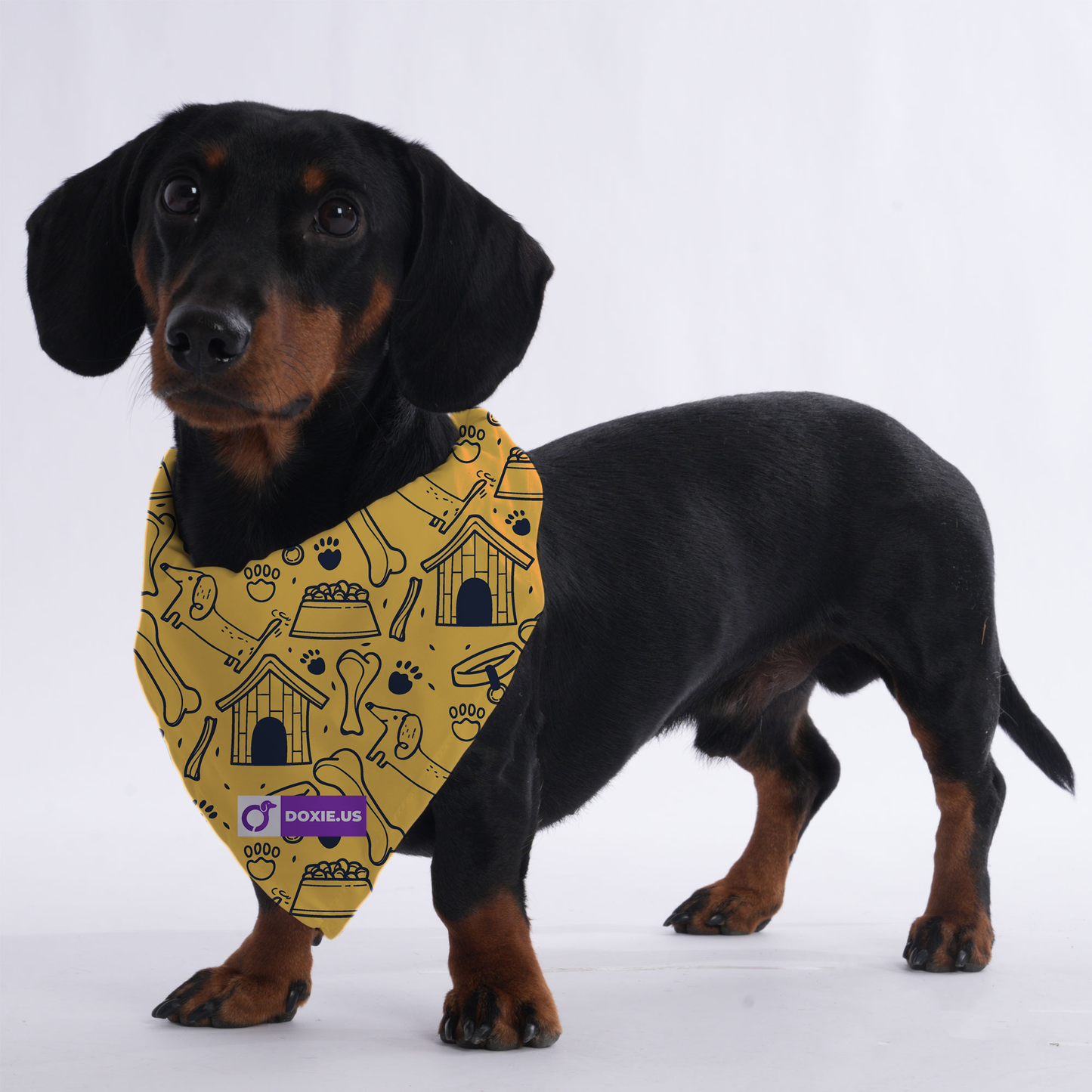 Anton - Bandanas for Dachshunds