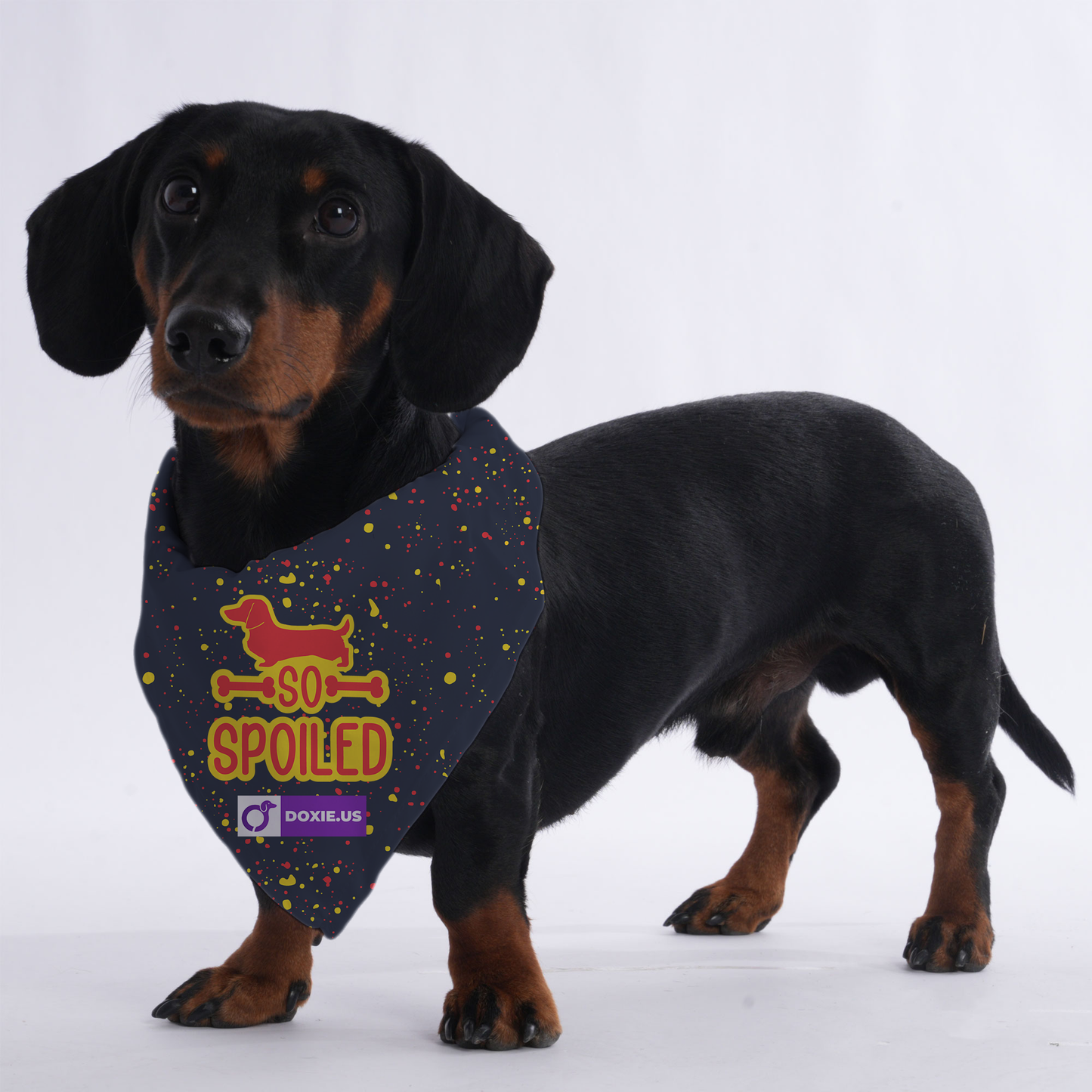 SO SPOILED  - Bandanas for Dachshunds