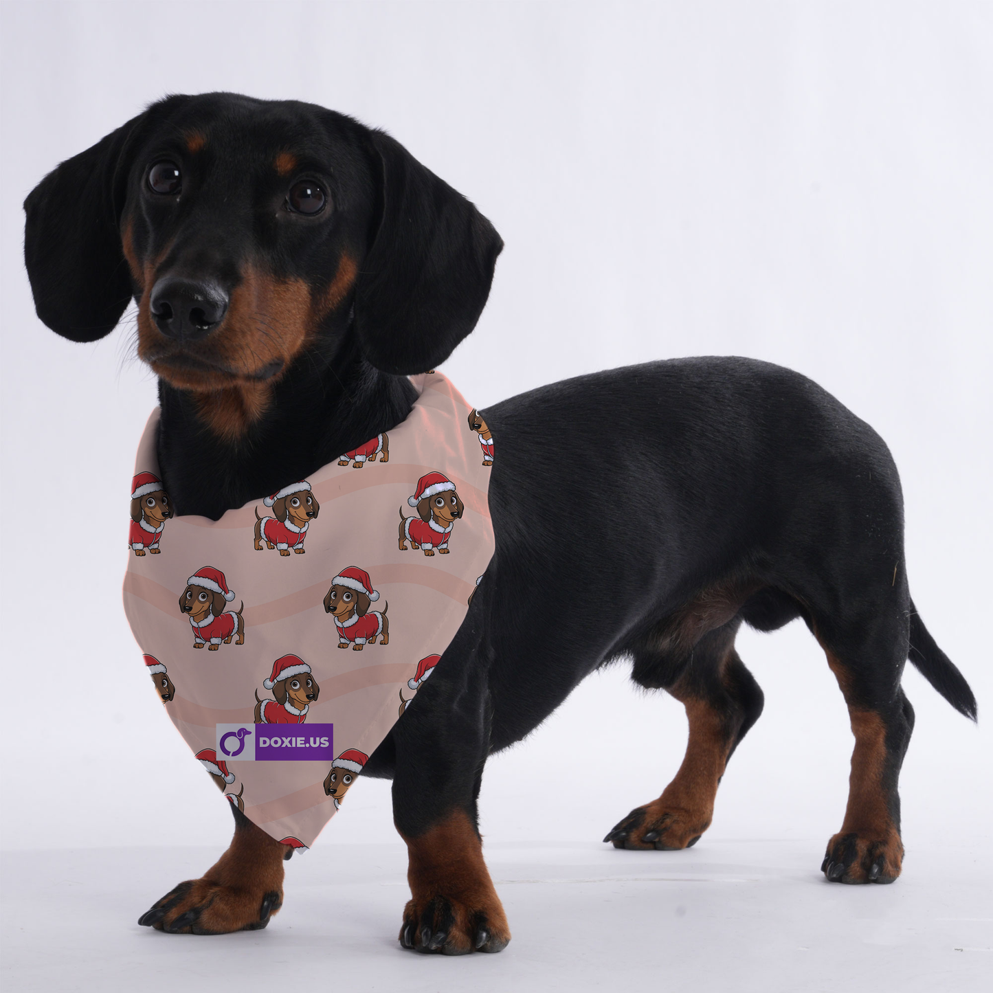 Roxy - Bandanas for Dachshunds