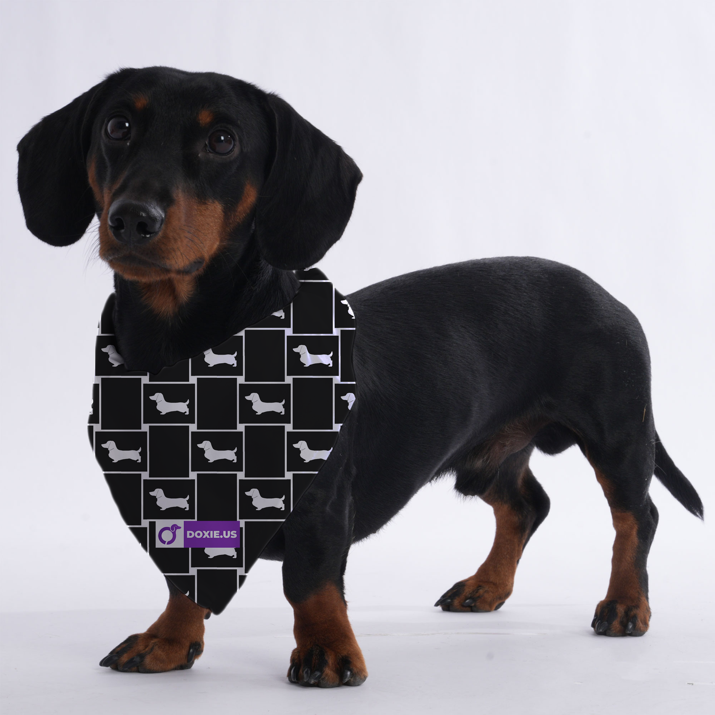 Sugar - Bandanas for Dachshunds