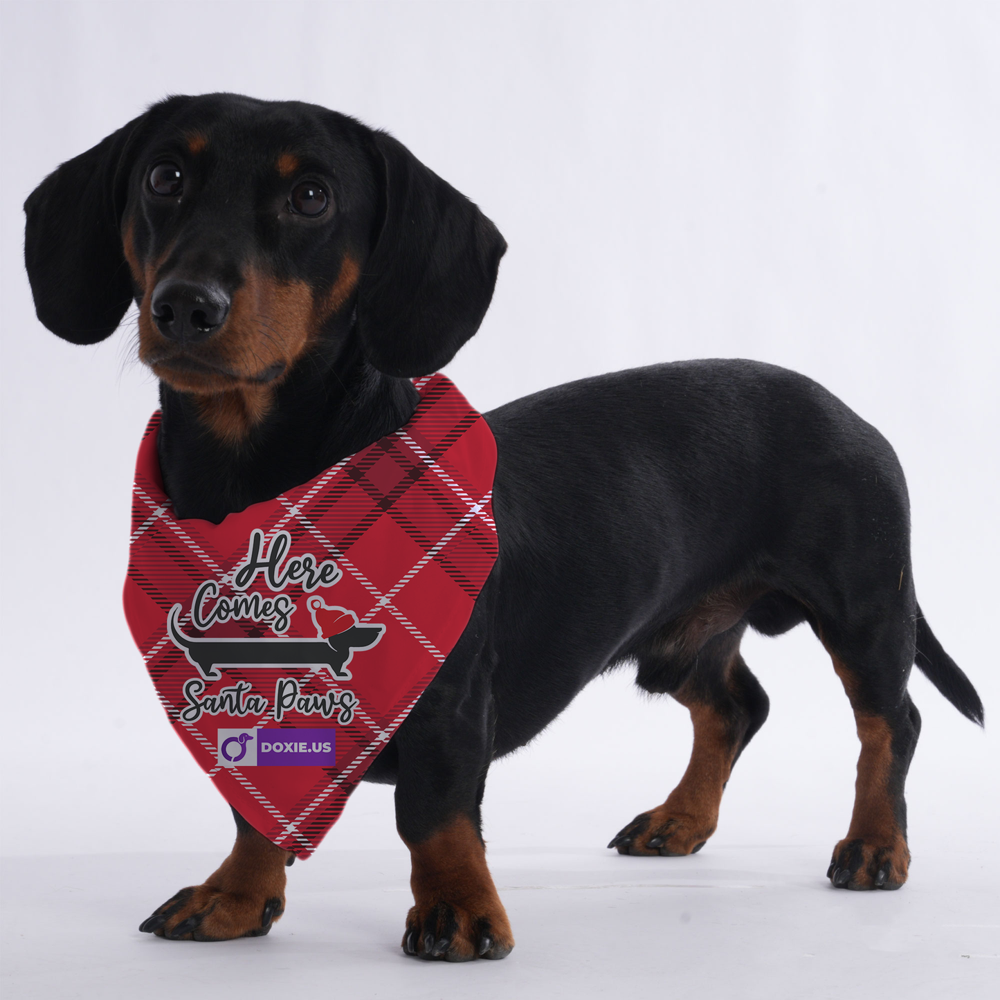 Here Comes Santa Paws - Bandanas for Dachshunds