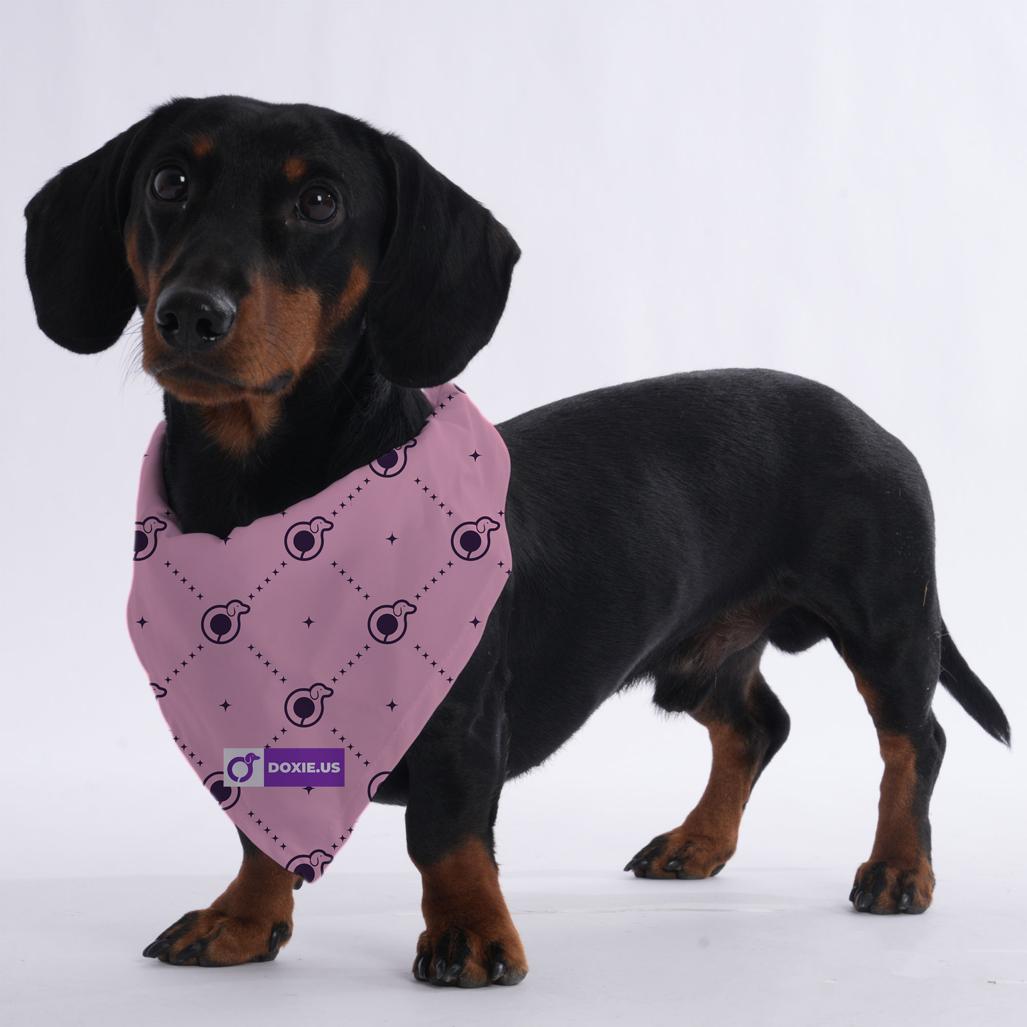 Frieda - Bandanas for Dachshunds