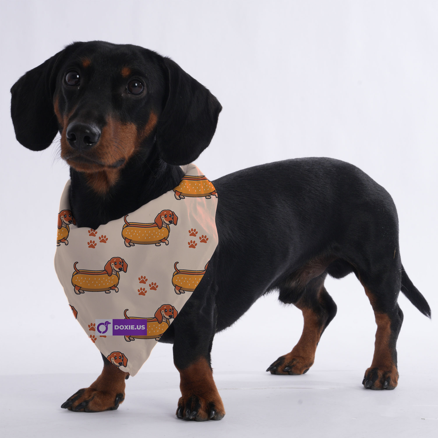 Tucker - Bandanas for Dachshunds