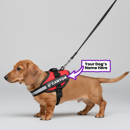 Church - Personalized Dachshund Harness