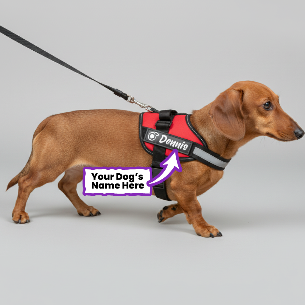 Dodge - Personalized Dachshund Harness