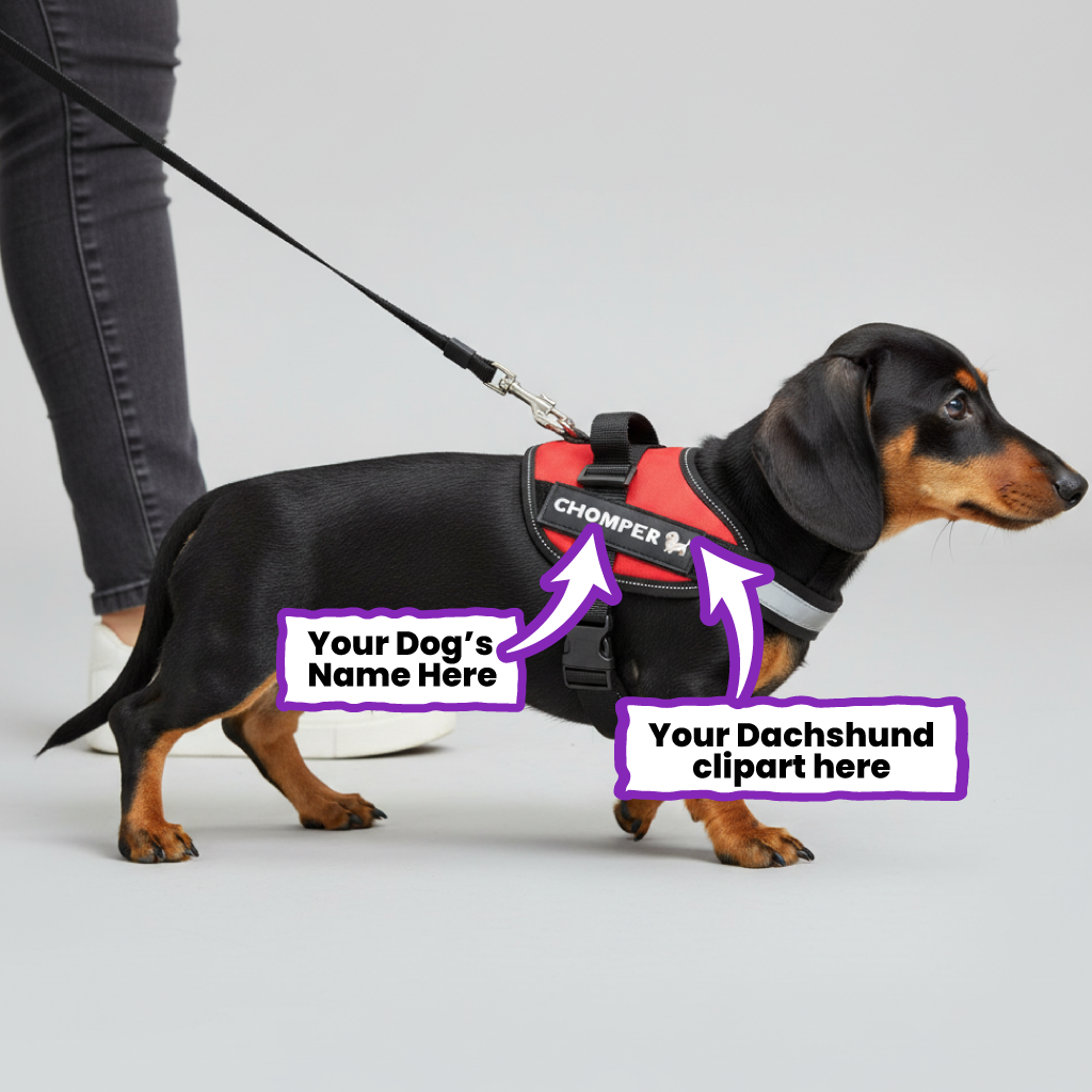 Rollo - Personalized Dachshund Harness