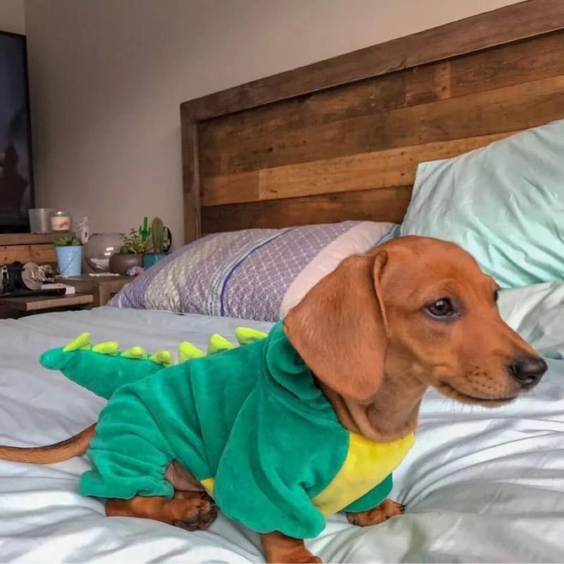 dachshund-dinosaur-costume-www.doxie.us