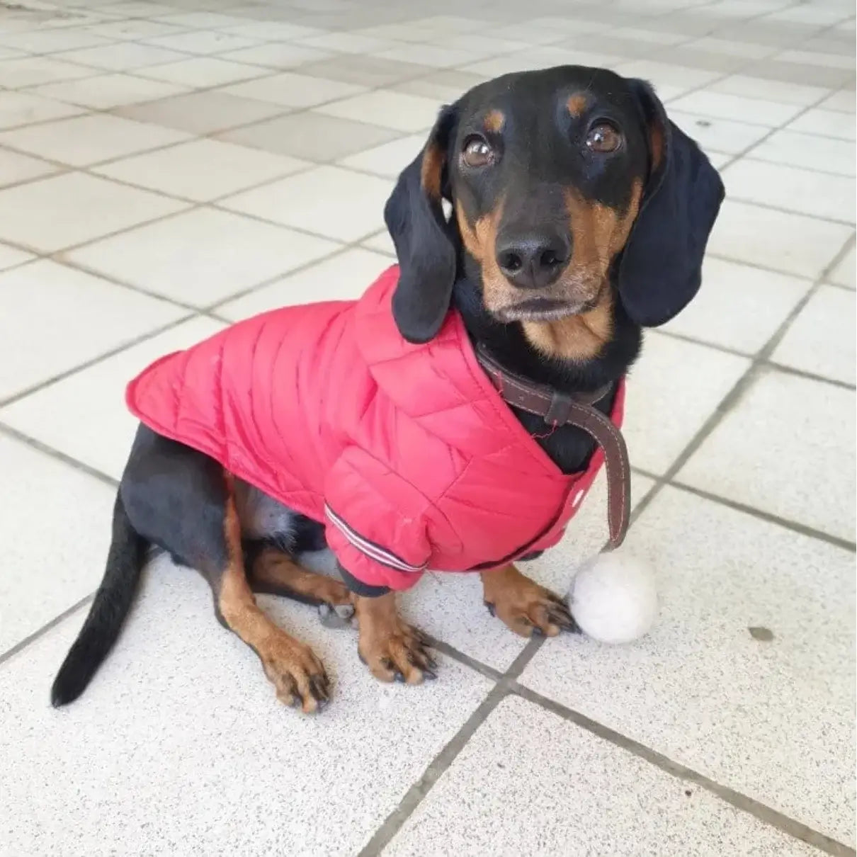 dachshund-puffer-fashion-jacket-doxie.us