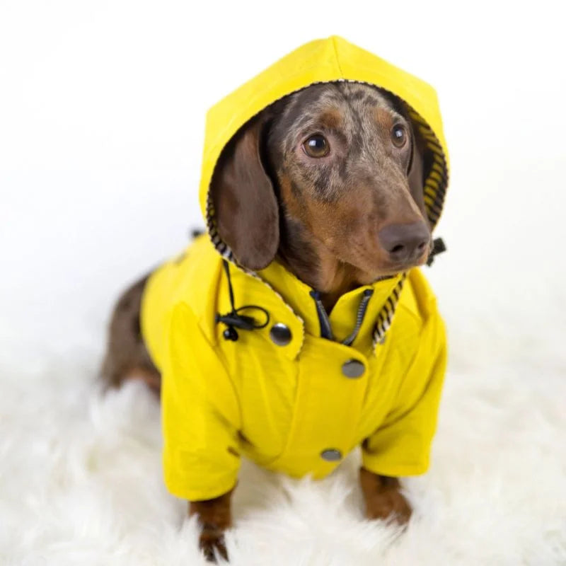 RainWiener Dachshund Raincoat