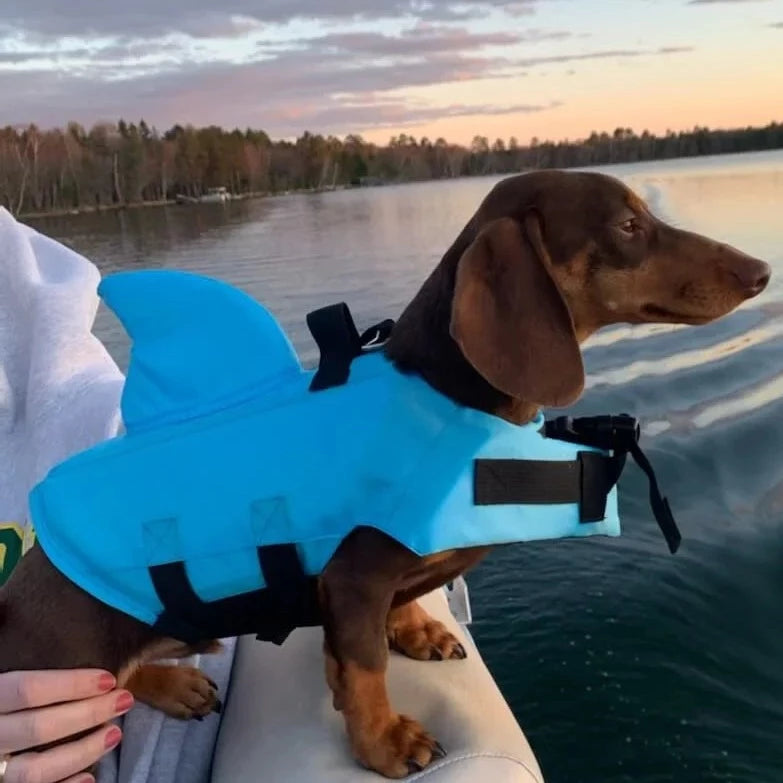 dachshund-shark-vest-doxie.us