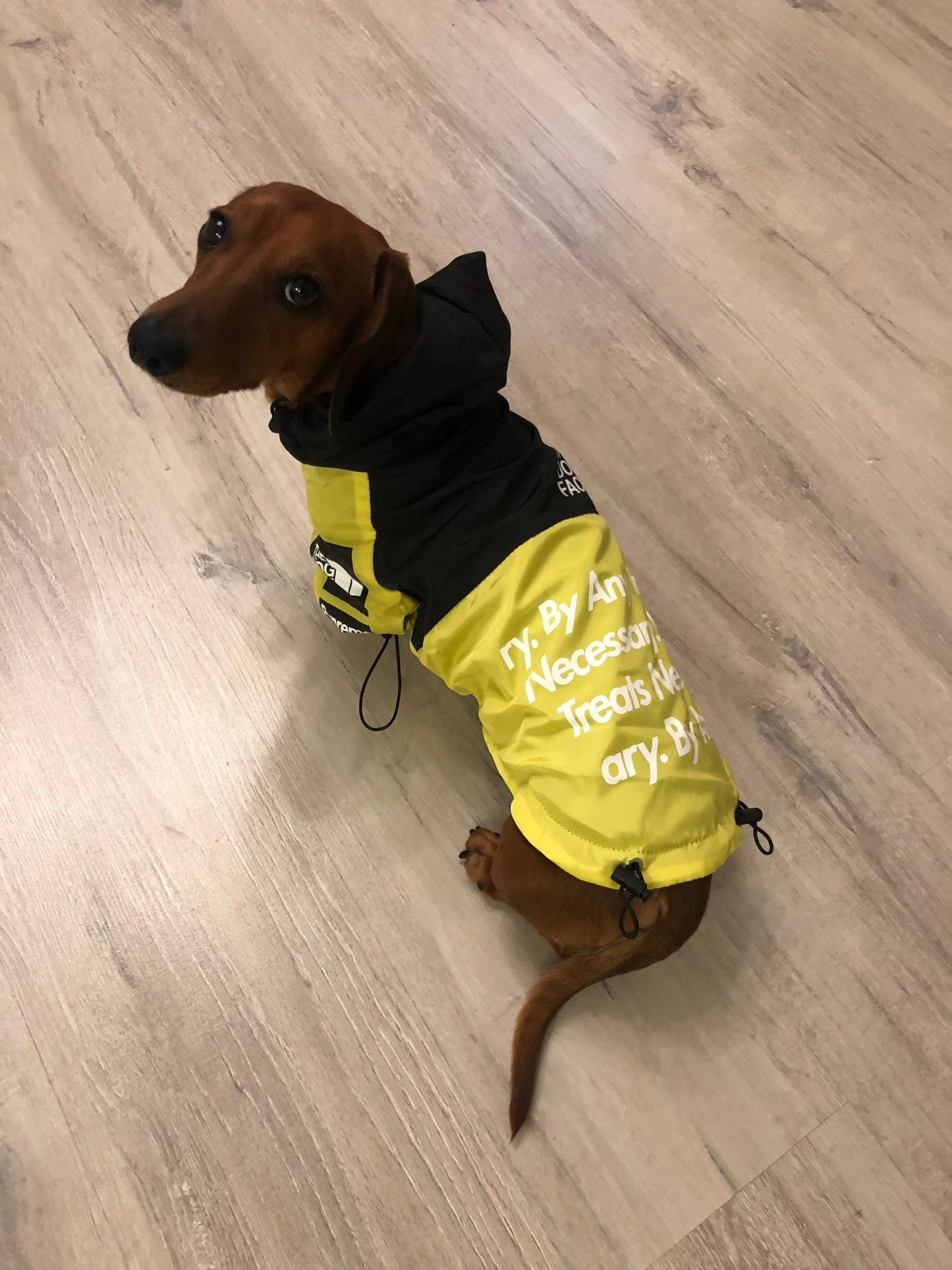 dog-face-windbreaker-rain-jacket-doxie.us