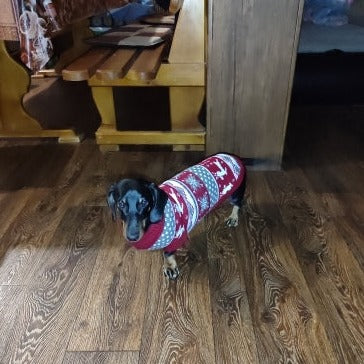 Dachshund-Winter-Sweater-Christmas Costume-doxie.us