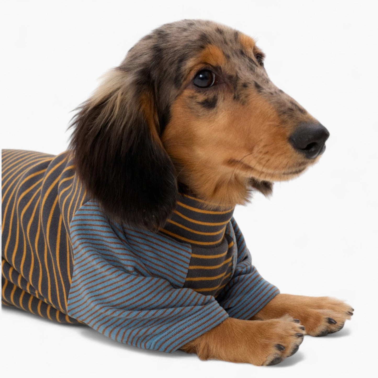 Dachshund Cotton Sweater – Warm Elastic Striped Outfit