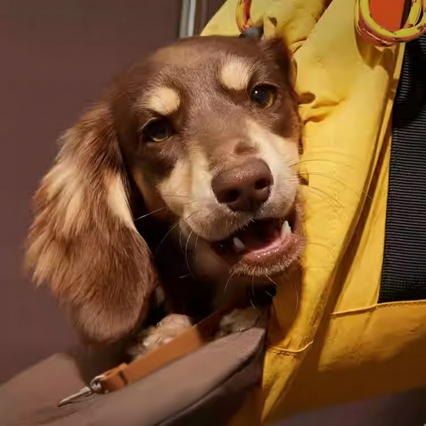 DoxiPack Dachshund Carry Bag – Luxury Travel Pod Shoulder Backpack