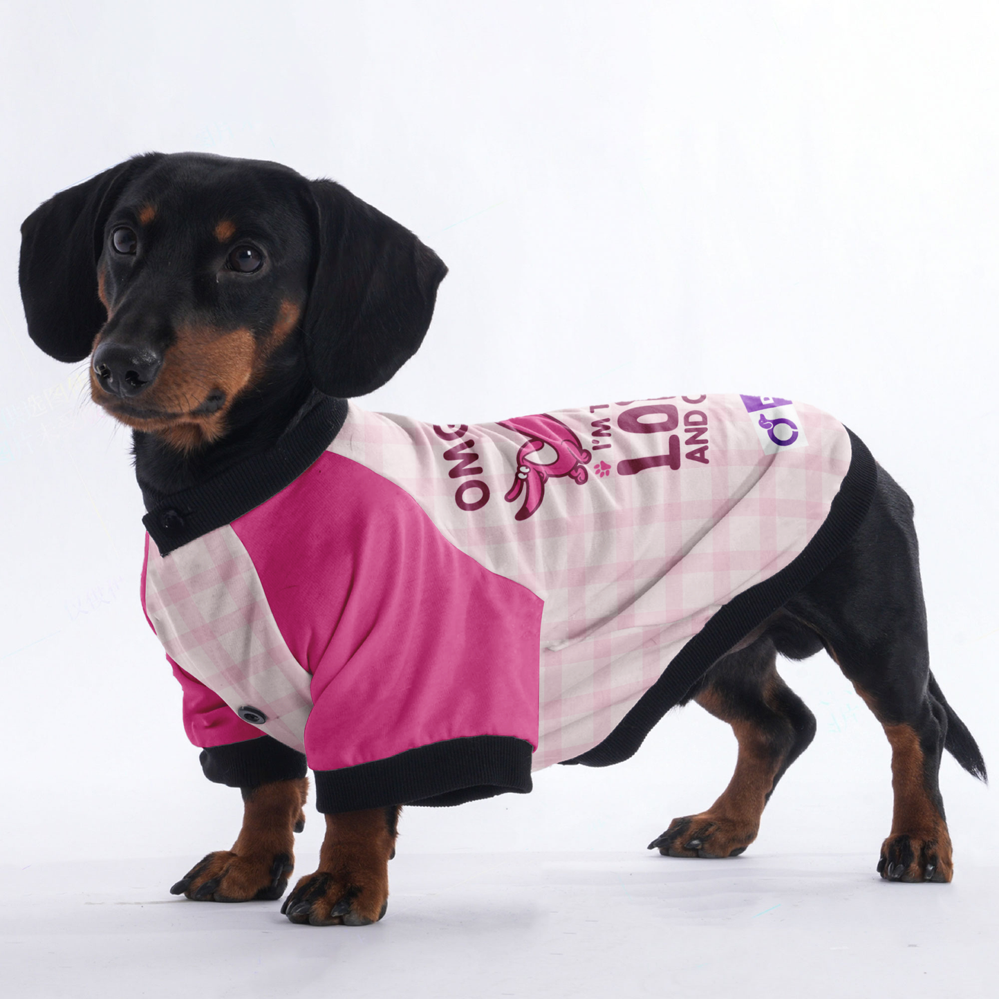 OMG I'M TOO LONG AND CUTE - Jacket for Dachshunds