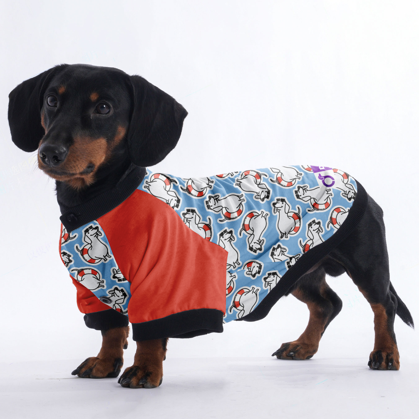 Sandra  - Jacket for Dachshunds