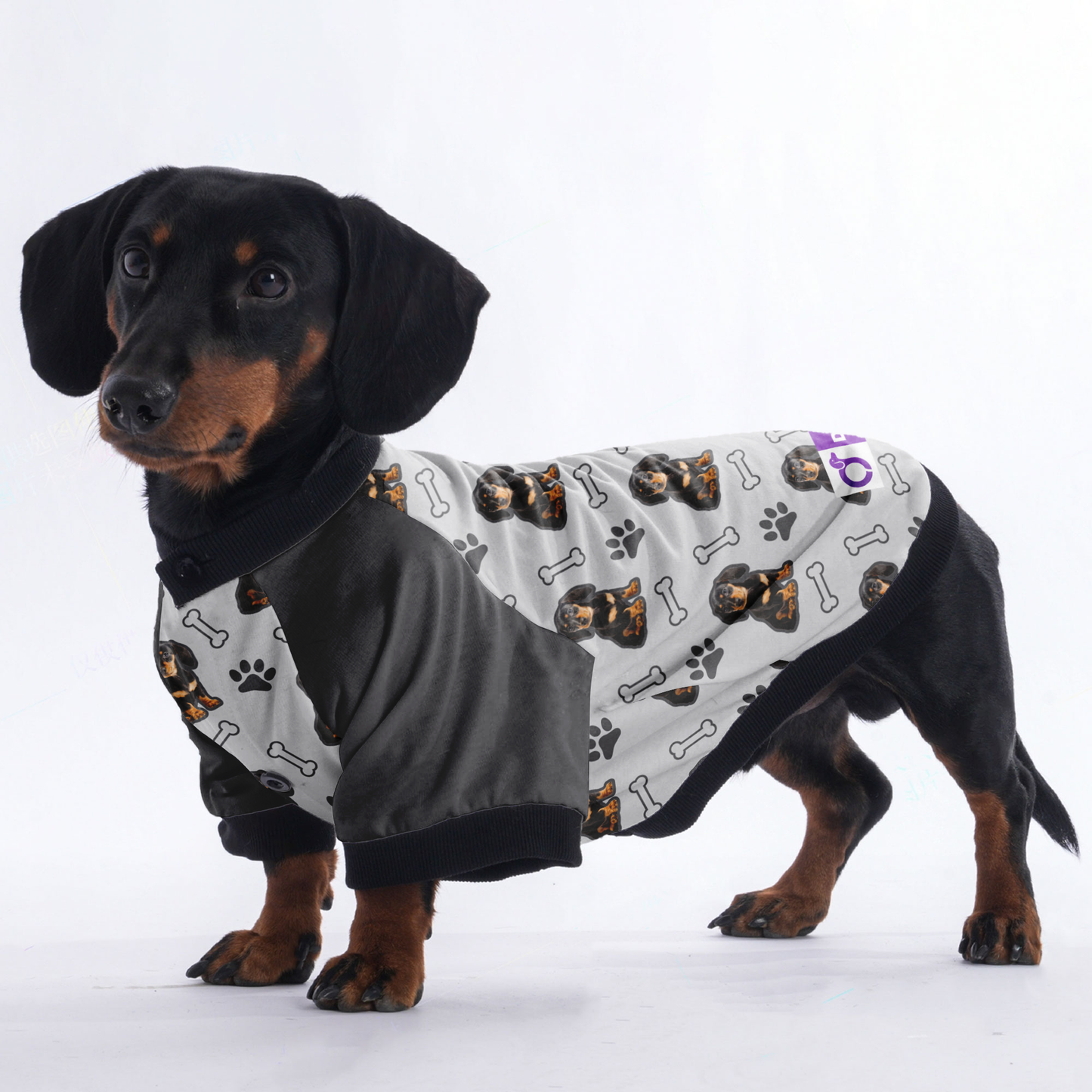 Custom Jacket for Dachshunds Featuring with dachshund's picture