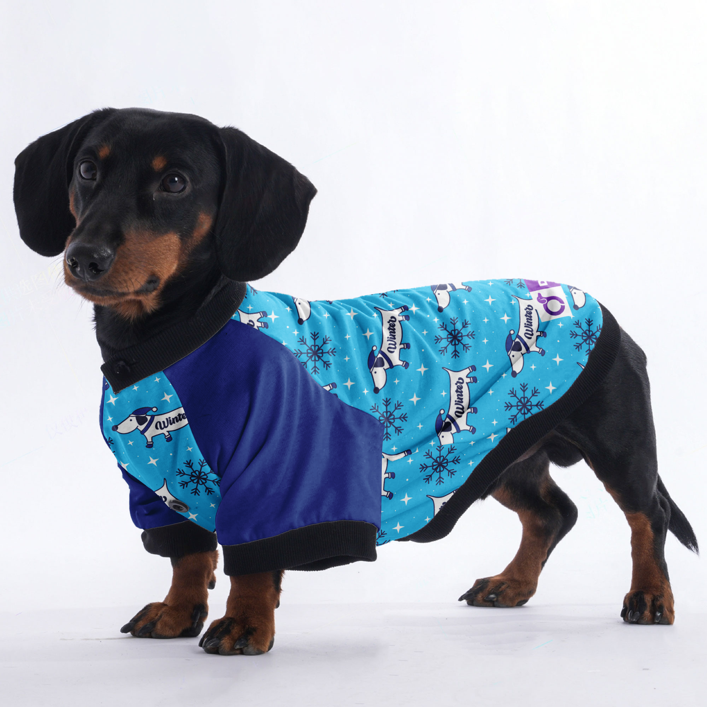 Tucker- Jacket for Dachshunds