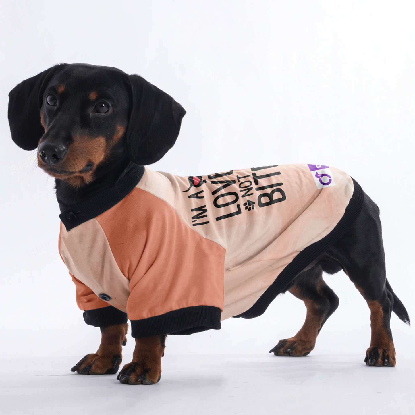 I'm a Lover Not a Biter - Jacket for Dachshunds