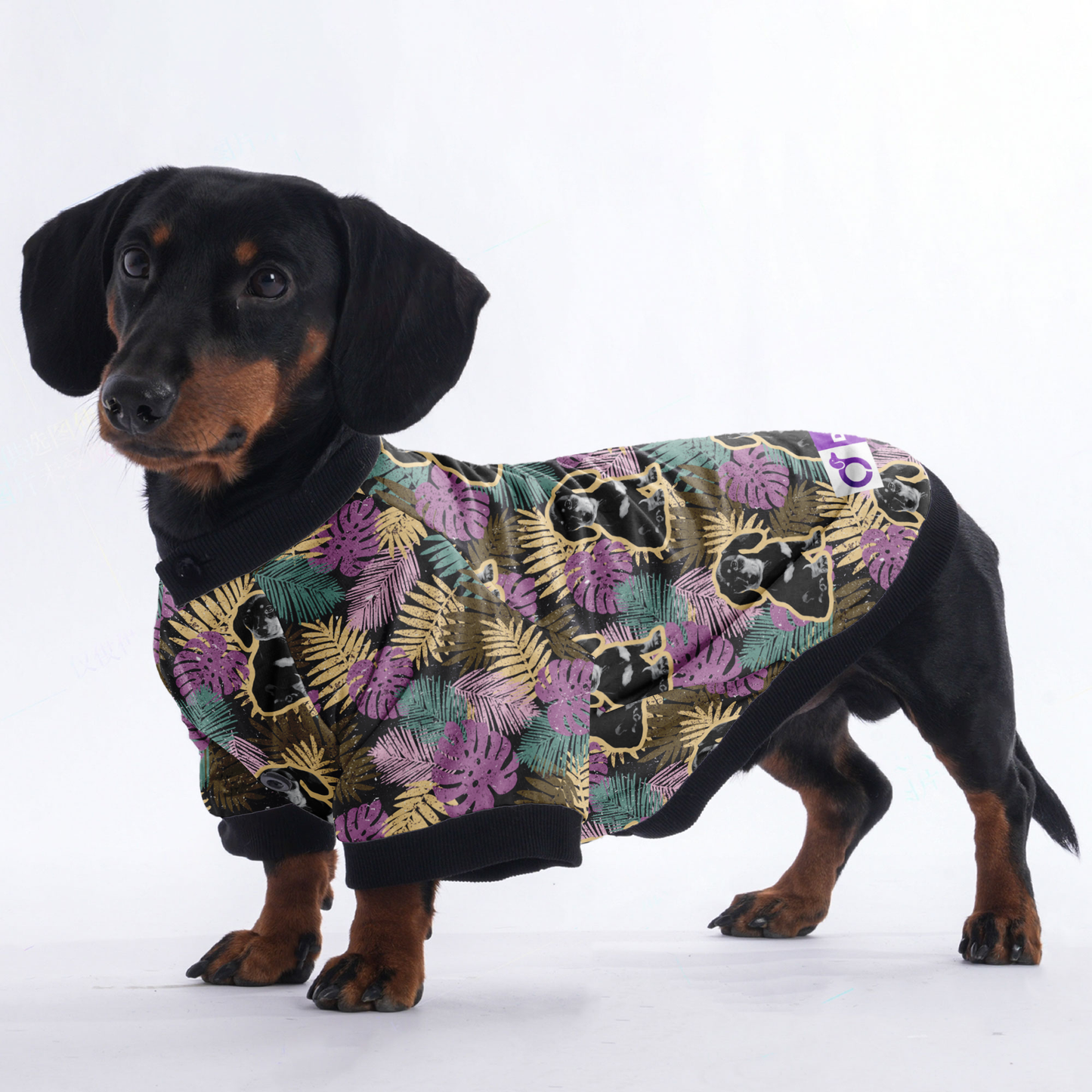 Personalized Doxie Jacket with Your Pup's  picture