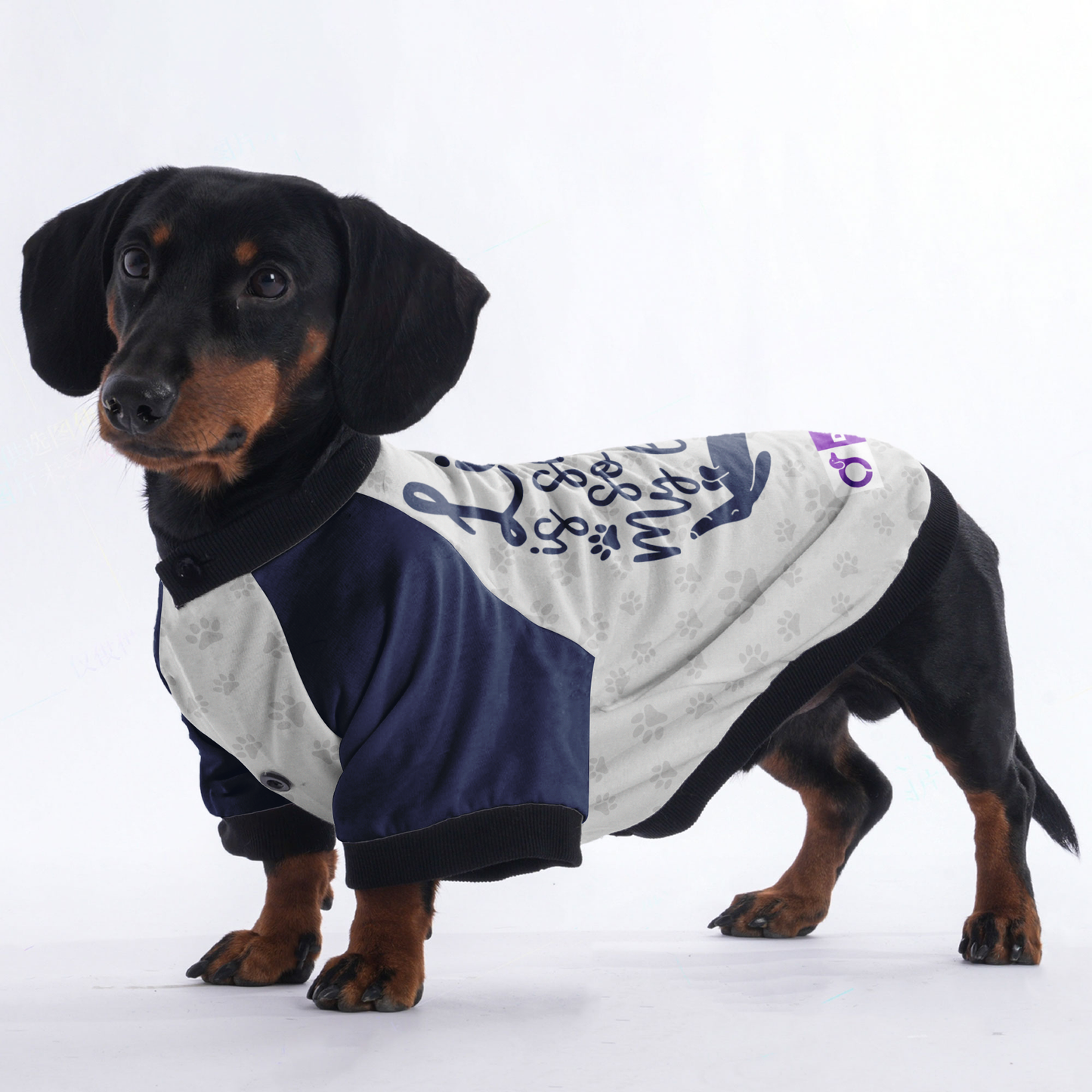 Life is short, so are my legs - Jacket for Dachshunds