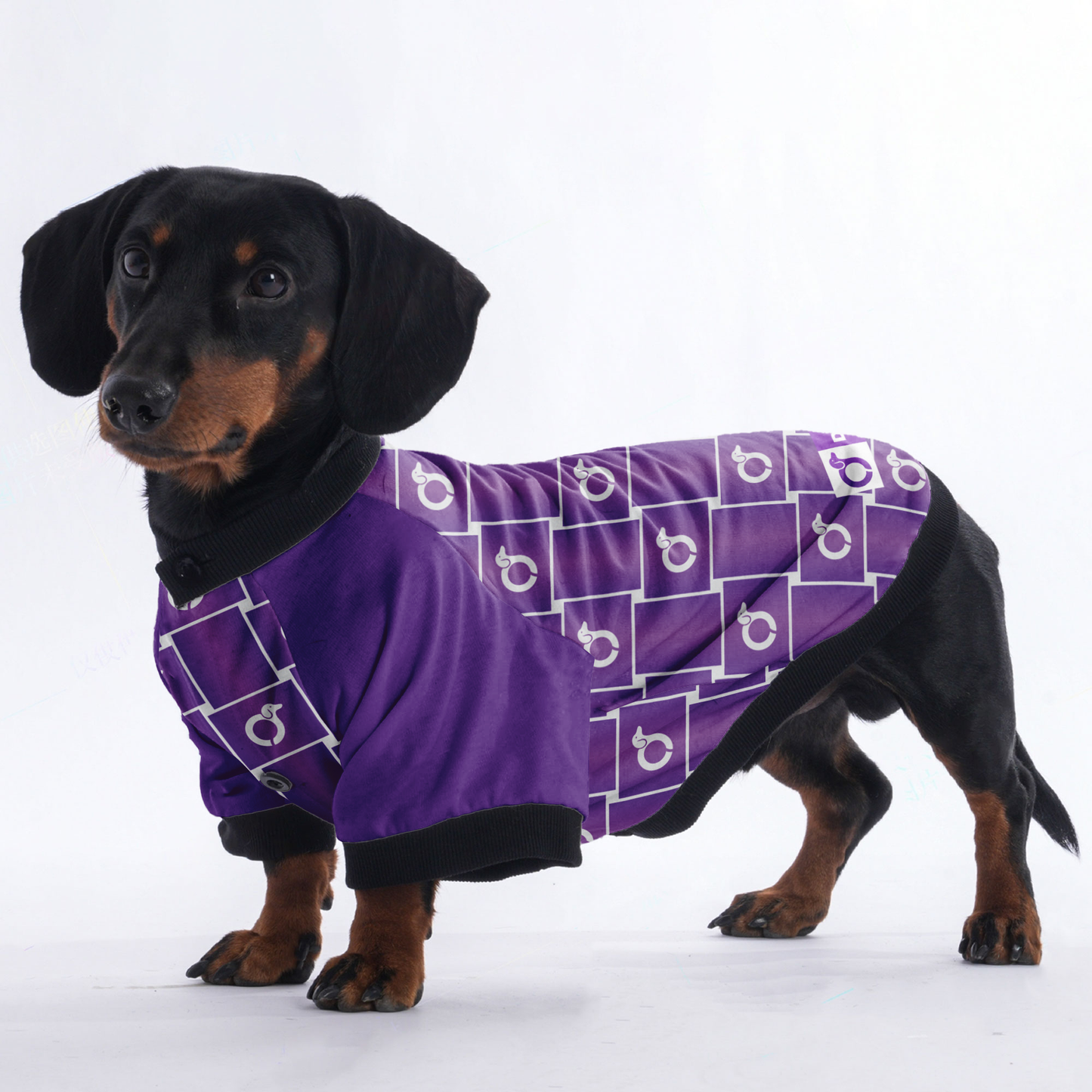 Tom - Jacket for Dachshunds