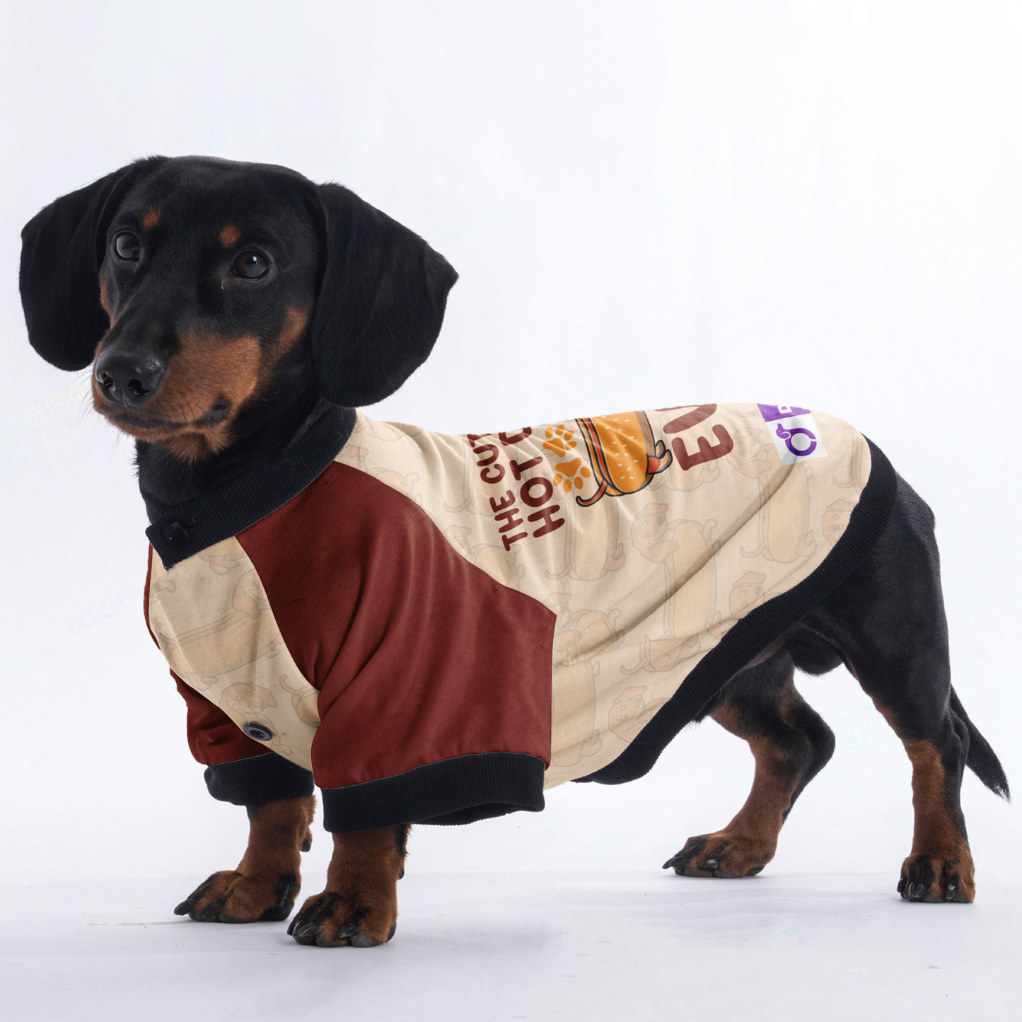 The cutest hot dog ever - Jacket for Dachshunds