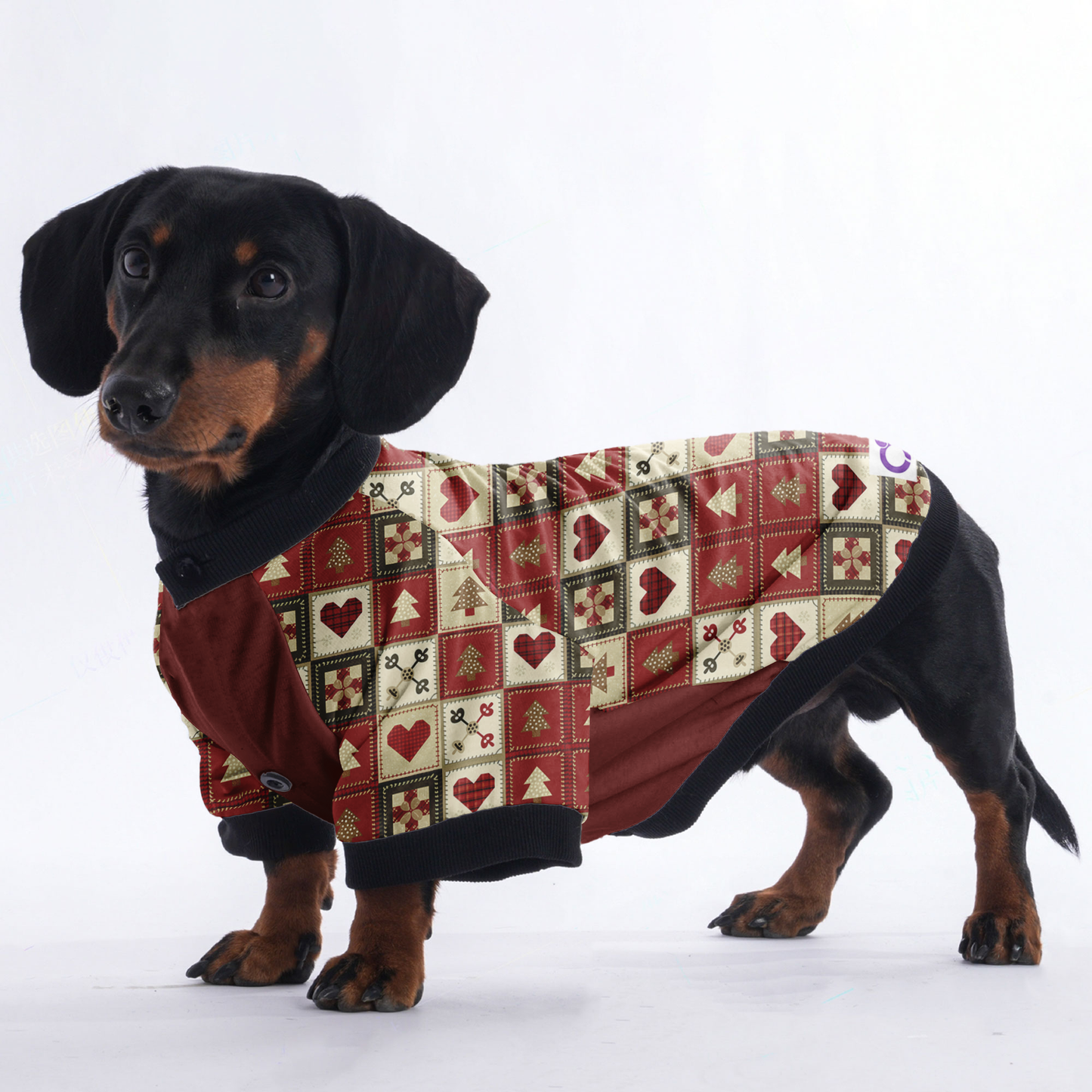 Bailey - Jacket for Dachshunds