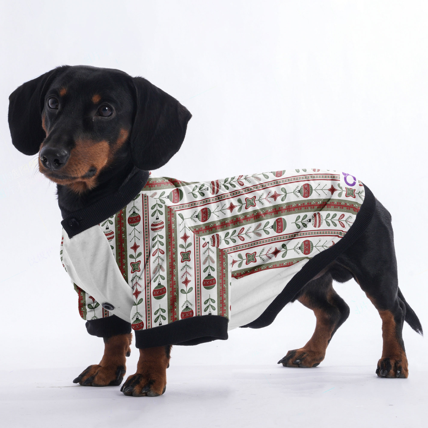 Cooper - Jacket for Dachshunds