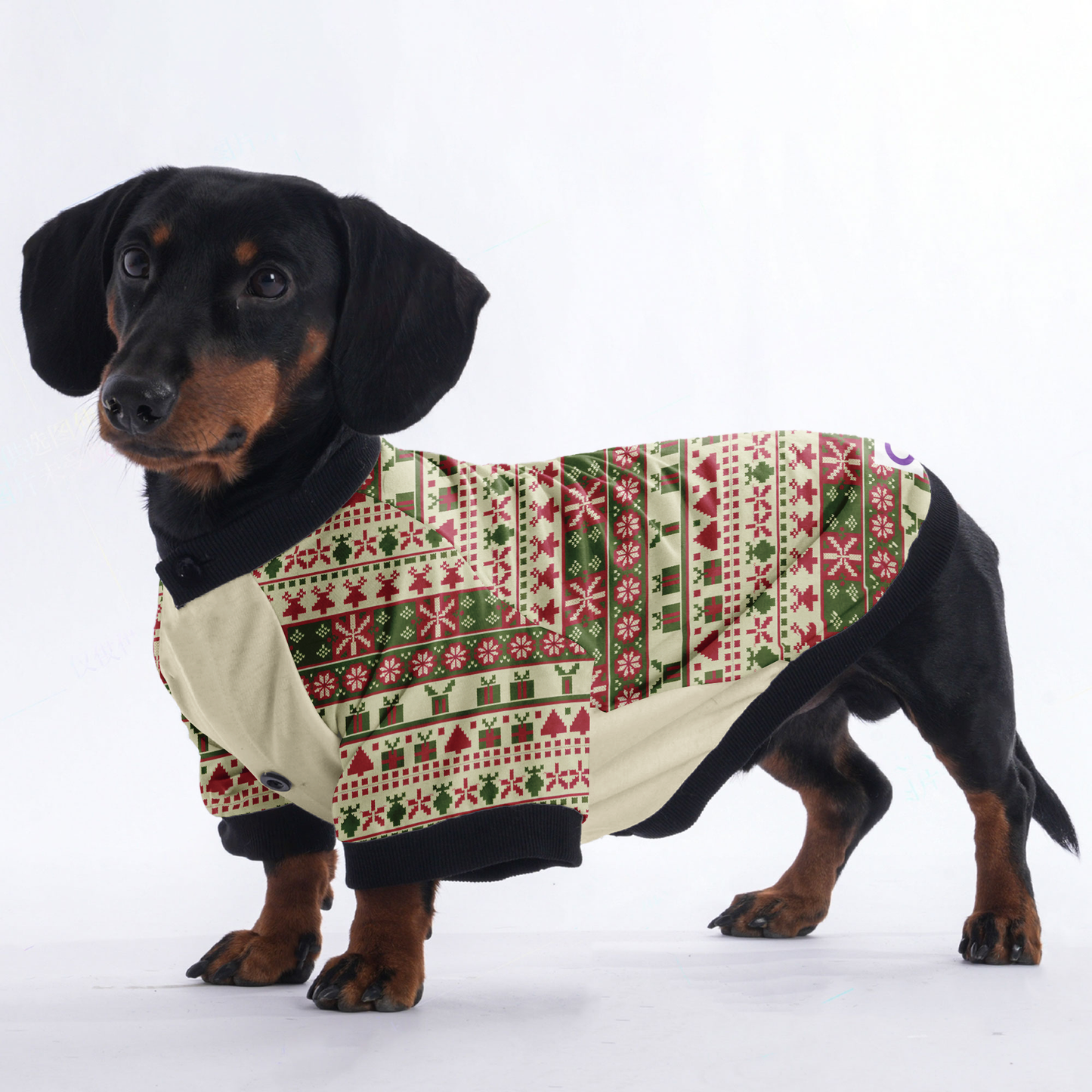 Molly - Jacket for Dachshunds