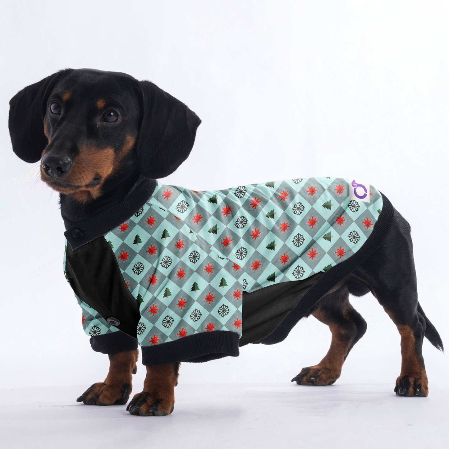 Rocky - Jacket for Dachshunds