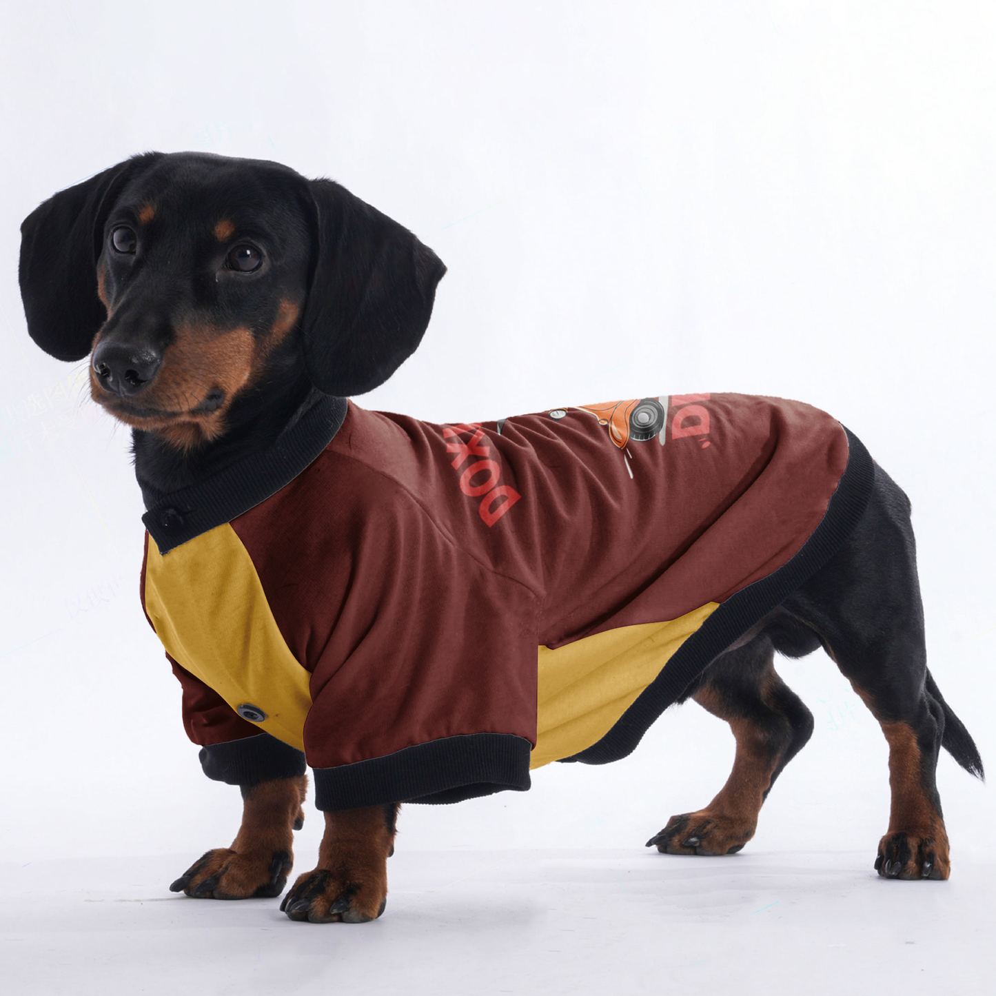 Sophie - Jacket for Dachshunds