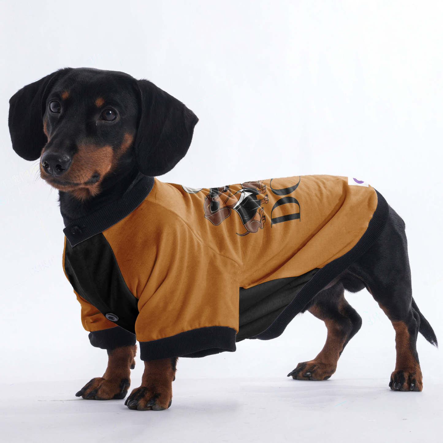 Lily - Jacket for Dachshunds