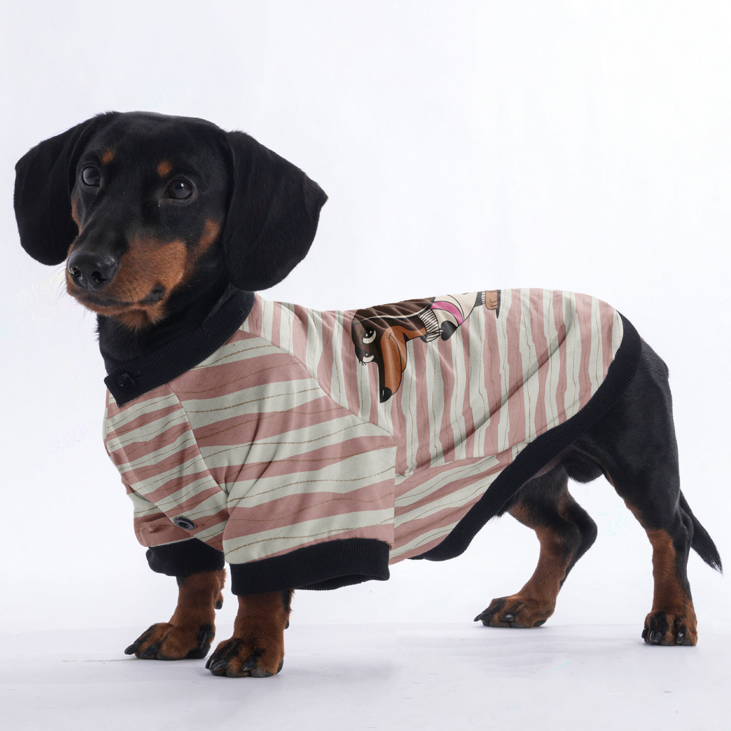 Stella - Jacket for Dachshunds