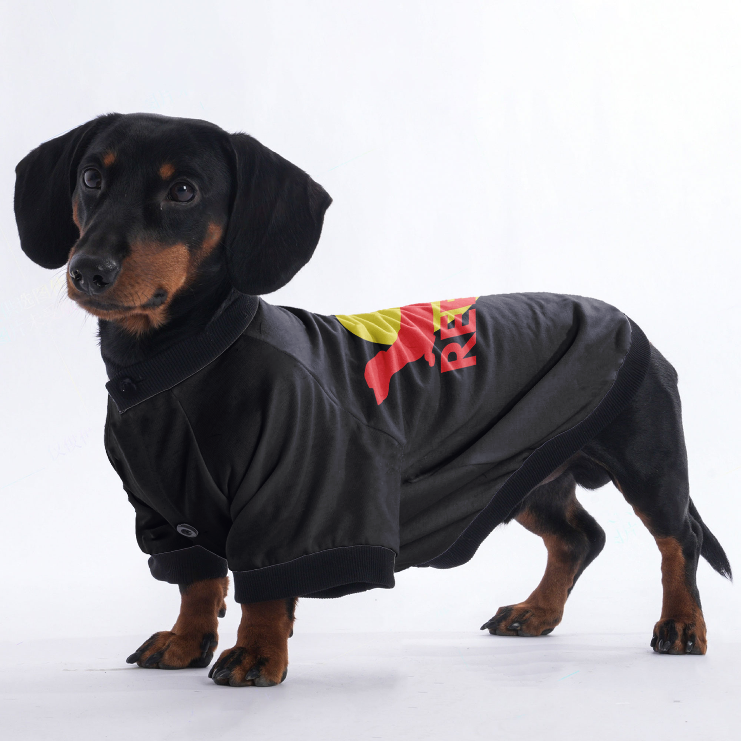 Oliver - Jacket for Dachshunds