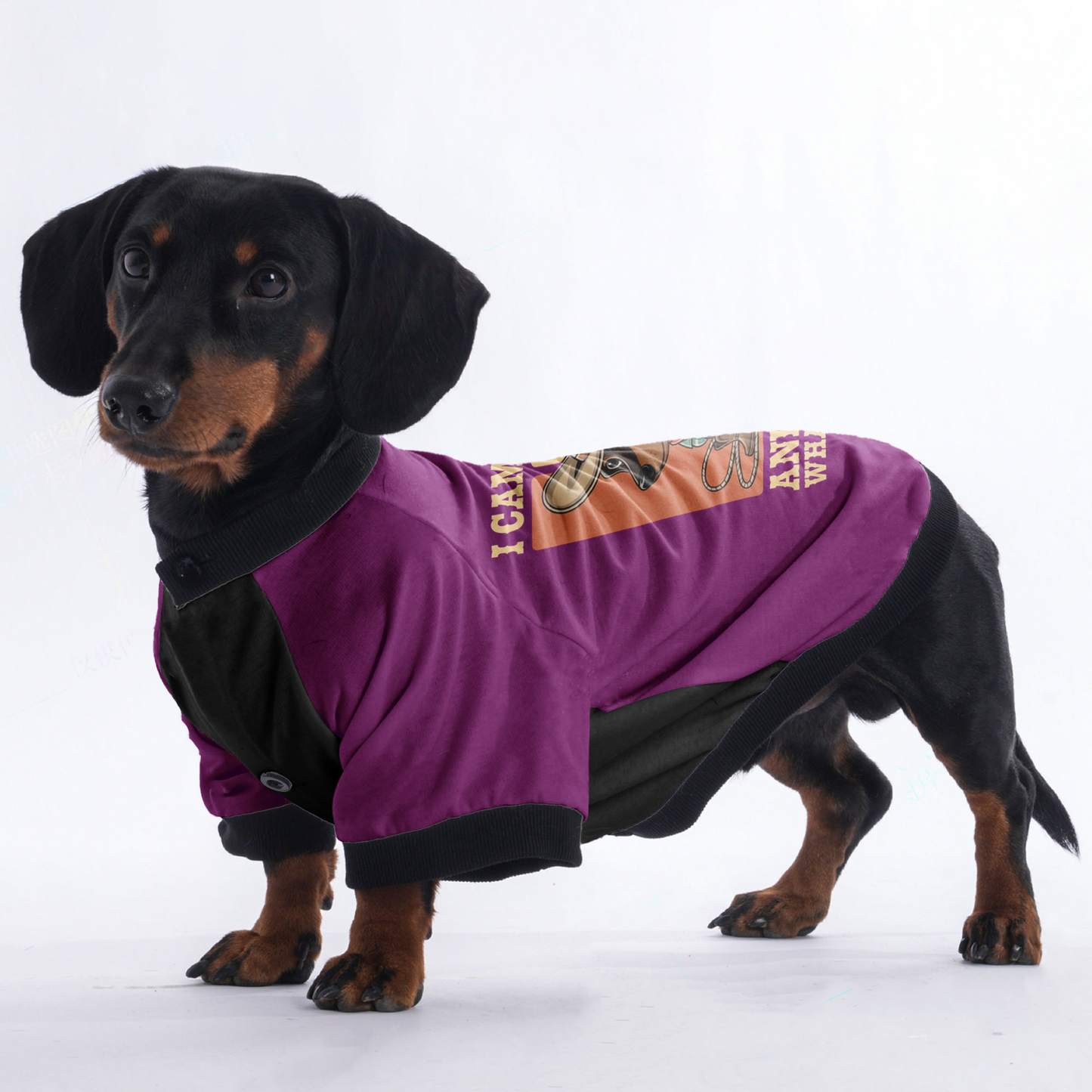 Rosie - Jacket for Dachshunds