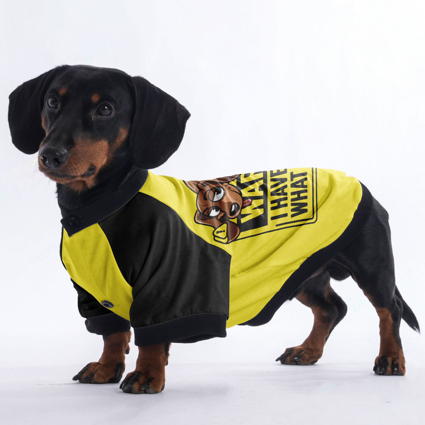 Frankie - Jacket for Dachshunds