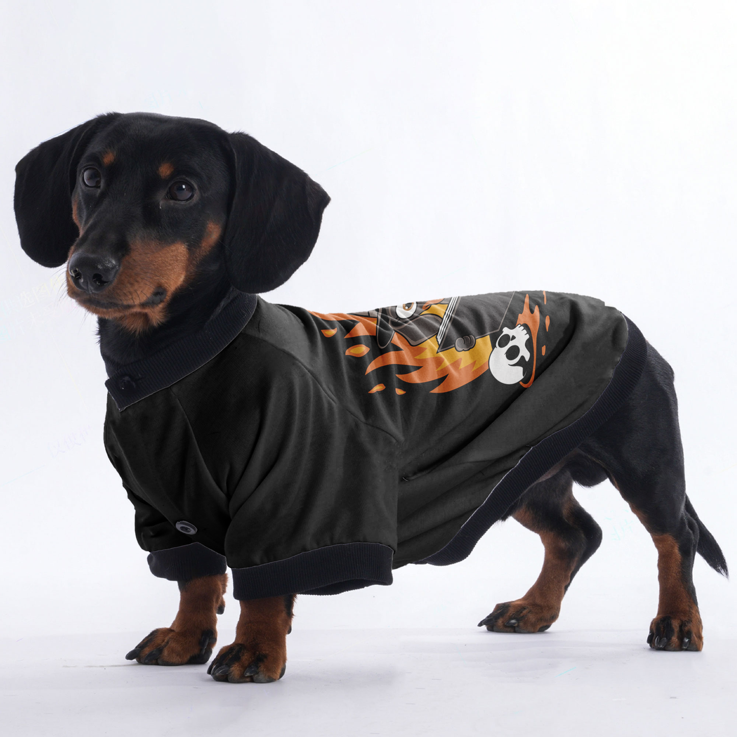 Duke - Jacket for Dachshunds