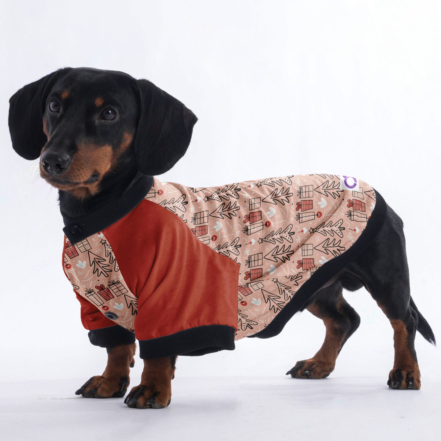 Daisy - Jacket for Dachshunds