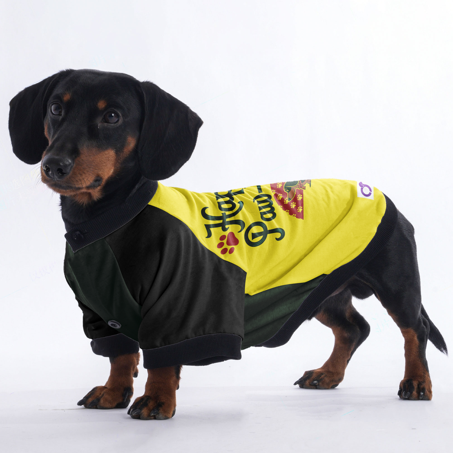 Buddy - Jacket for Dachshunds